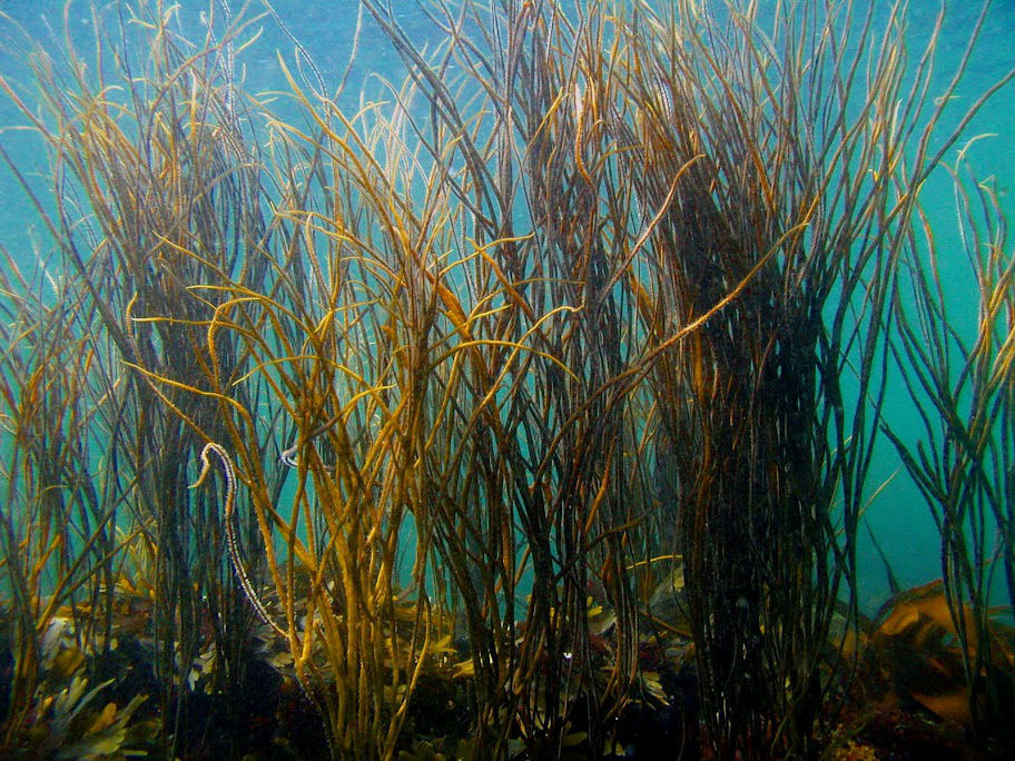 underwater photo of himanthalia elongata seaweed by paul newland